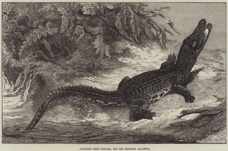 Caimán de Sumatra, para el Acuario de Brighton de Johann Baptist Zwecker