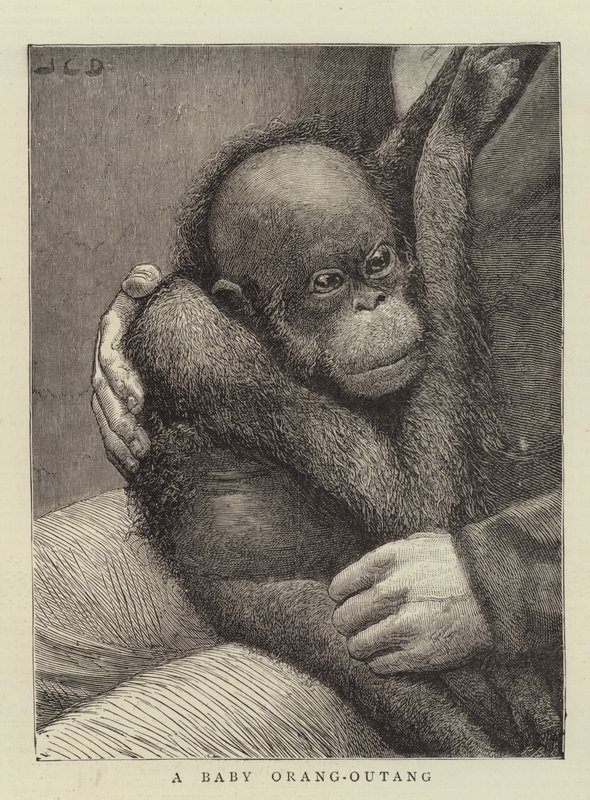 Un Bebé Orangután de John Charles Dollman