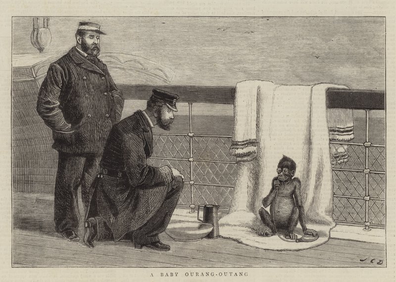 Un bebé orangután de John Charles Dollman