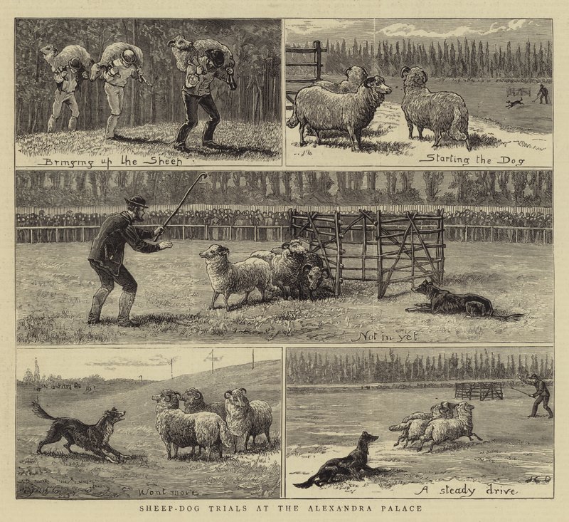 Pruebas de perros pastores en el Alexandra Palace de John Charles Dollman