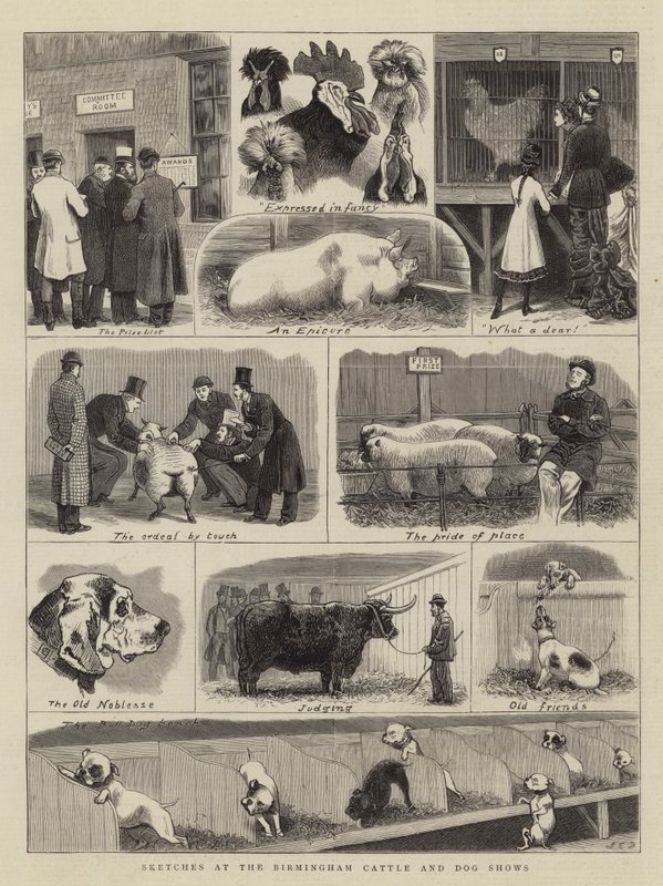 Bocetos en las exposiciones de ganado y perros de Birmingham de John Charles Dollman