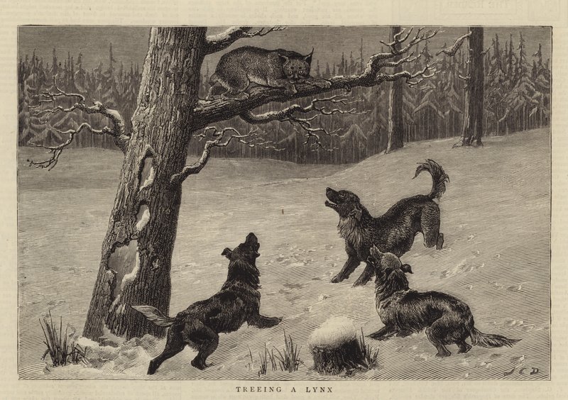 Cazando un Lince en un Árbol de John Charles Dollman