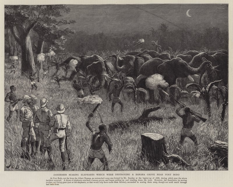 Zanzibaris asustando elefantes que destruían un platanal cerca de Fort Bodo de John Charles Dollman