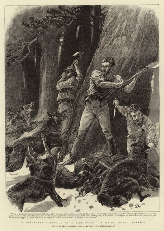 Una lucha desesperada en un bosque de pinos de Maine, América del Norte de John Charlton
