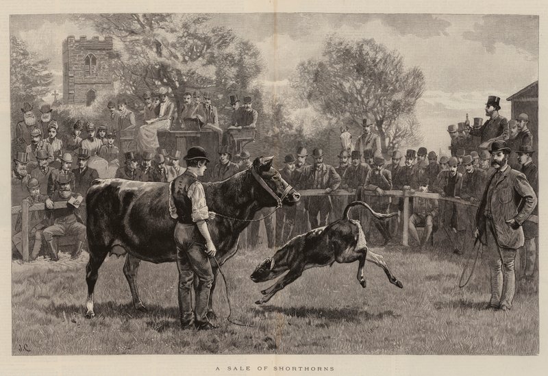 Una venta de Shorthorns de John Charlton