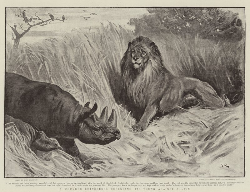 Un rinoceronte herido defendiendo a su cría contra un león de John Charlton