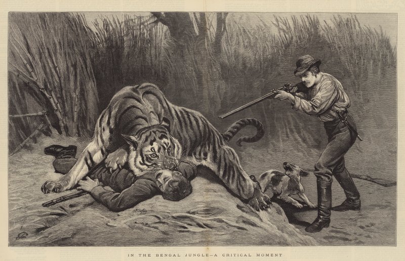 En la Jungla de Bengala, un Momento Crítico de John Charlton