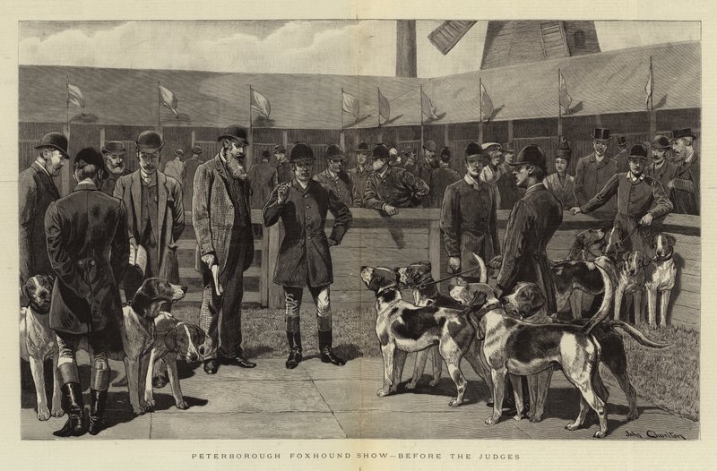 Exposición de Foxhound en Peterborough, ante los jueces de John Charlton