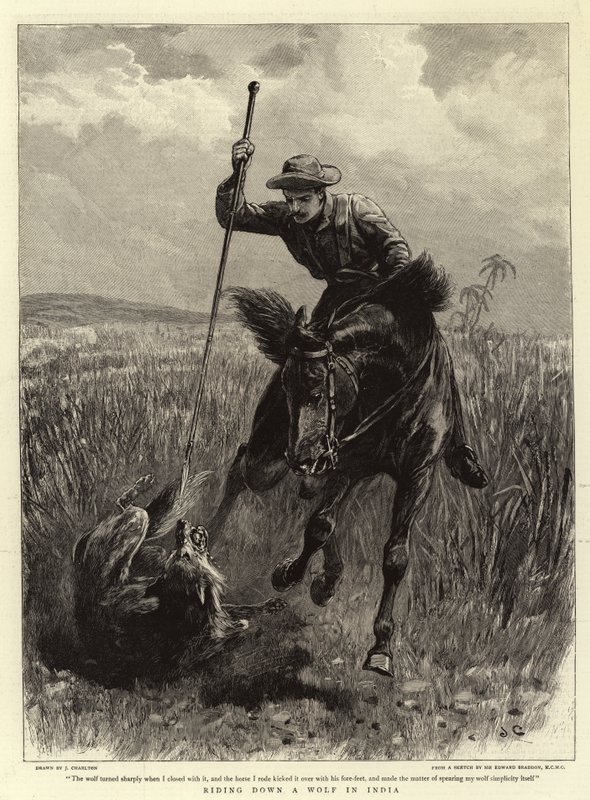 Persiguiendo un Lobo en India de John Charlton