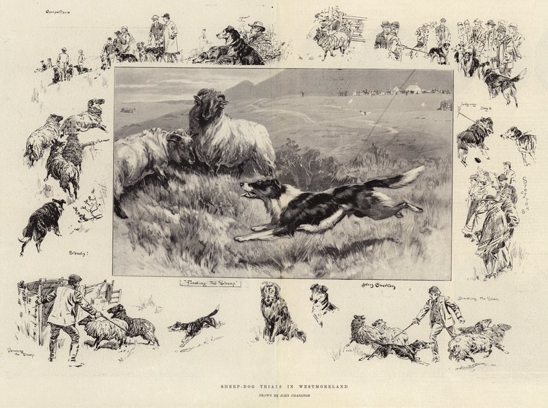 Pruebas de perros pastores en Westmoreland de John Charlton