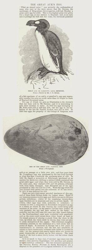 El huevo del Gran Auk de John Everett Millais