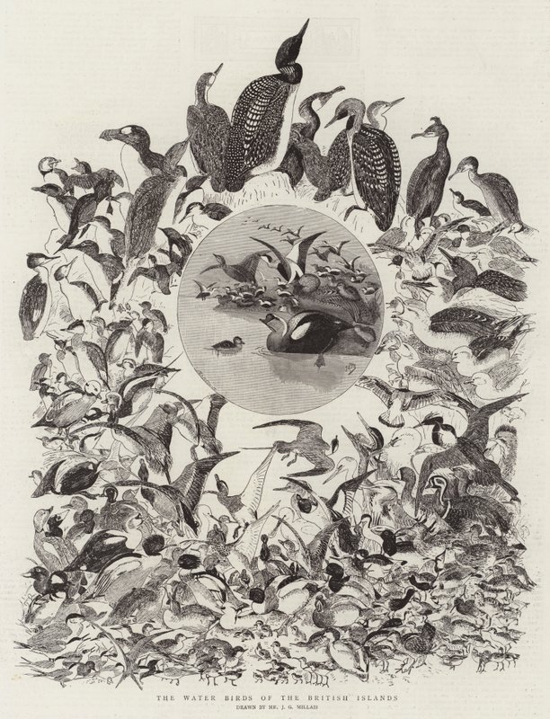 Las aves acuáticas de las islas británicas de John Everett Millais