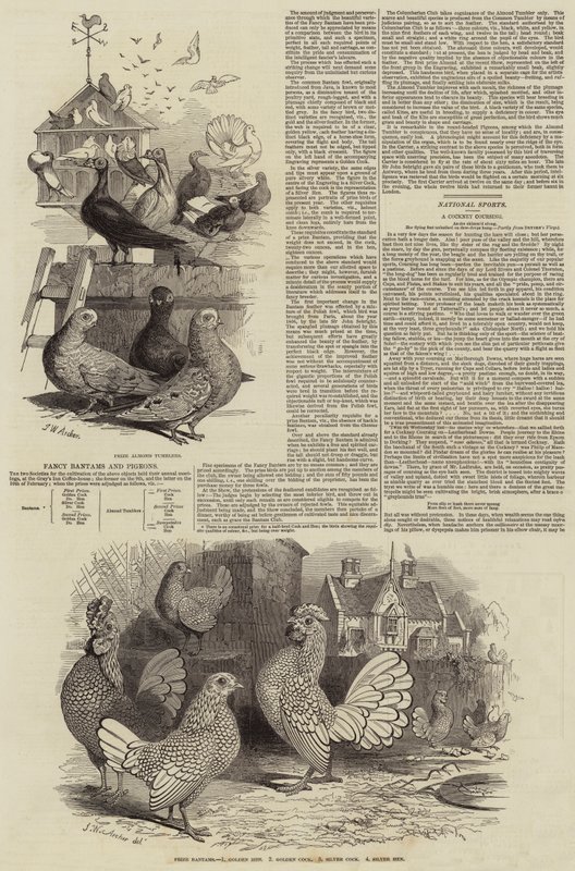 Gallinas y palomas de fantasía de John Wykeham Archer