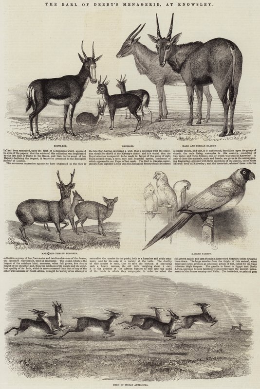 La Menagerie del Conde de Derby, en Knowsley de John Wykeham Archer