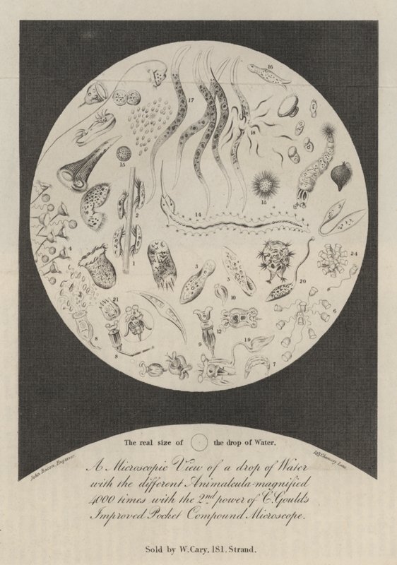 Vista microscópica de una gota de agua de John Bacon