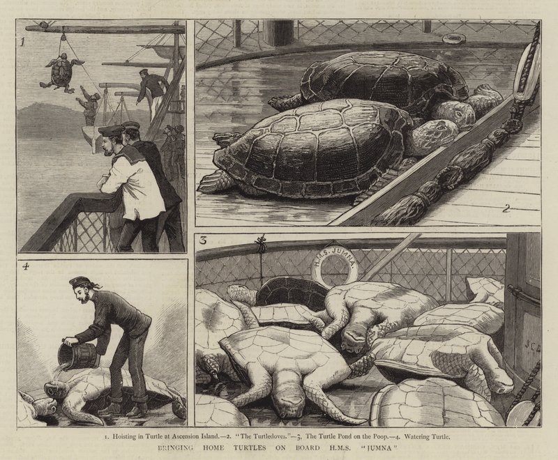 Llevando tortugas a bordo del HMS Jumna de John Charles Dollman