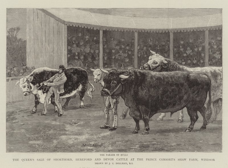 Venta de ganado Shorthorn, Hereford y Devon de la Reina en la granja Shaw del Príncipe Consorte, Windsor de John Charles Dollman