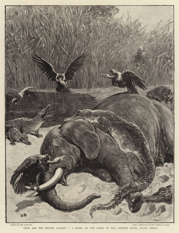 ¡Cómo han caído los poderosos!, una escena en las orillas del río Limpopo, Sudáfrica de John Charlton