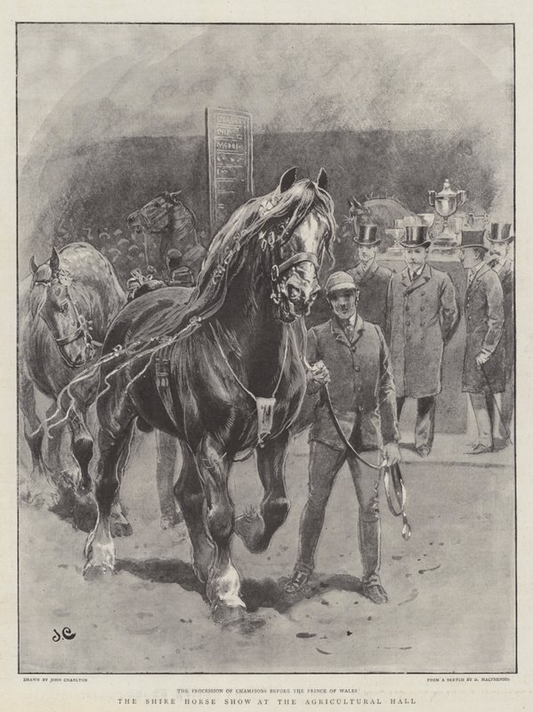 La exposición de caballos Shire en el Salón Agrícola de John Charlton