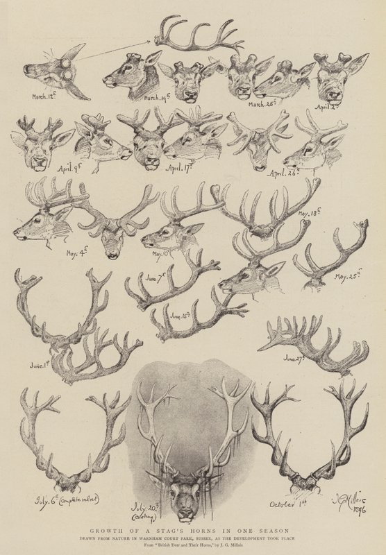 Crecimiento de los cuernos de un ciervo en una temporada de John Everett Millais