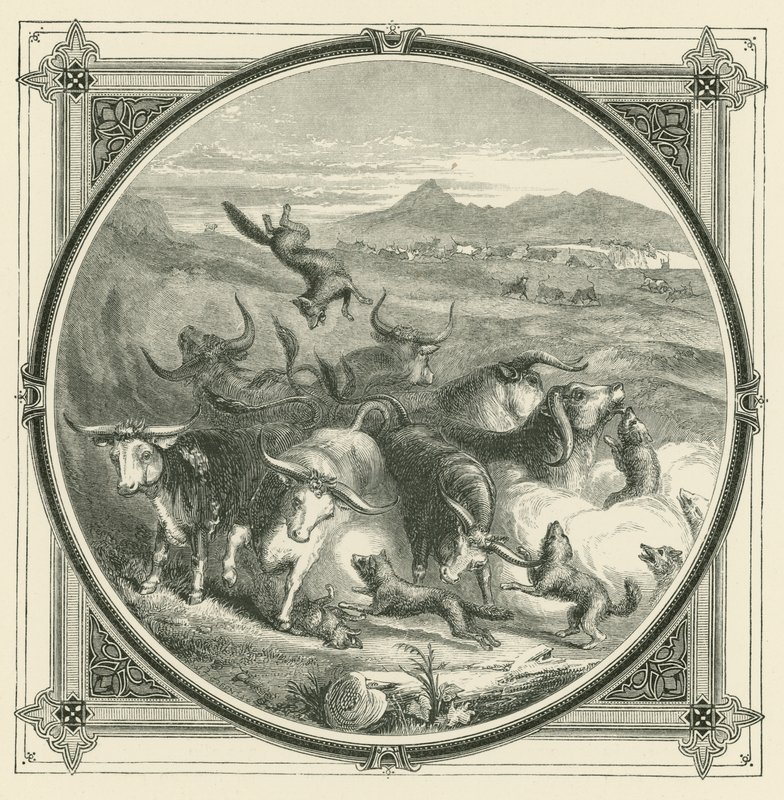 Cuando viene el lobo, los bueyes dejan de pelear para unirse en defensa propia (grabado) de John Leighton