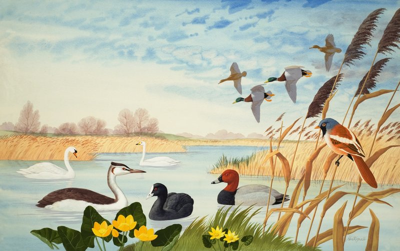 Escena de la naturaleza (gouache sobre papel) de John Rignall