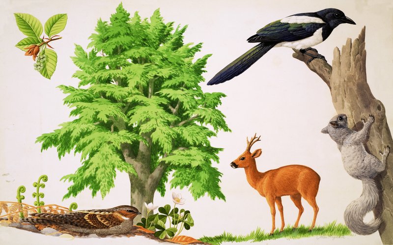 El haya de John Rignall