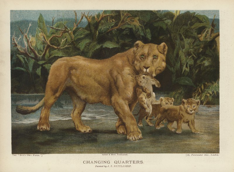 Cambio de cuarteles: leona moviendo a sus cachorros de John Trivett Nettleship