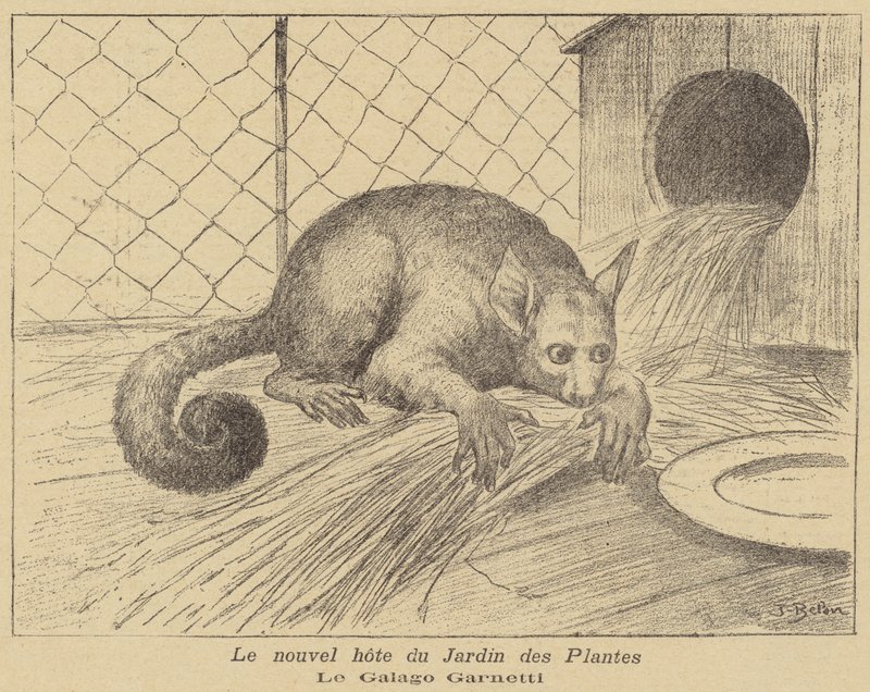 Garnetts Galago, nuevo residente del Jardin des Plantes de Jose Belon
