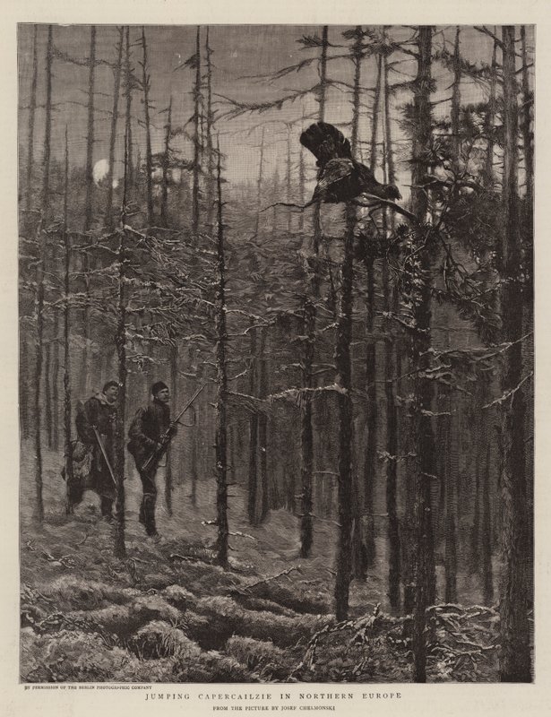 Capercailzie saltando en el norte de Europa de Joseph Chelmonski