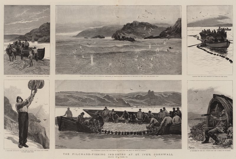 La industria de la pesca de sardinas en St Ive