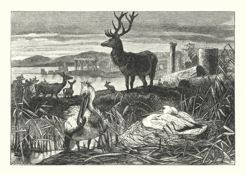 Decadencia de la Pompa Terrenal (grabado) de Joseph (after) Wolf