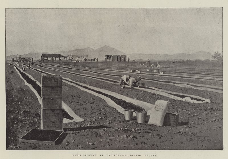 Cultivo de frutas en California, secado de ciruelas de Joseph Holland Tringham