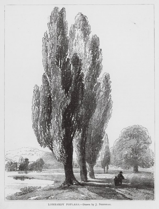 Álamos de Lombardía (litografía) de Joseph Needham