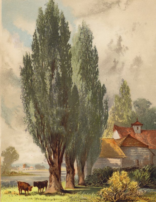 Álamos lombardos, escena inglesa (litografía en color) de Joseph Needham