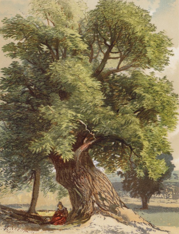 Old Chestnut (litografía en color) de Joseph Needham