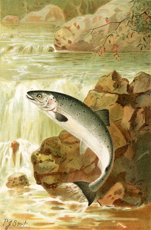 Un salto de salmón de Joseph Smit