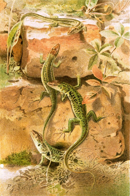 Lagartijas de Joseph Smit