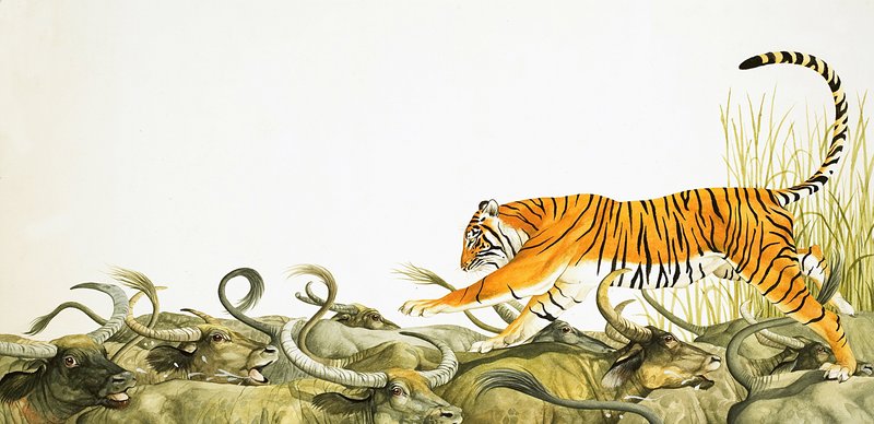 Un tigre corriendo a lomos de búfalos de Kenneth Lilly