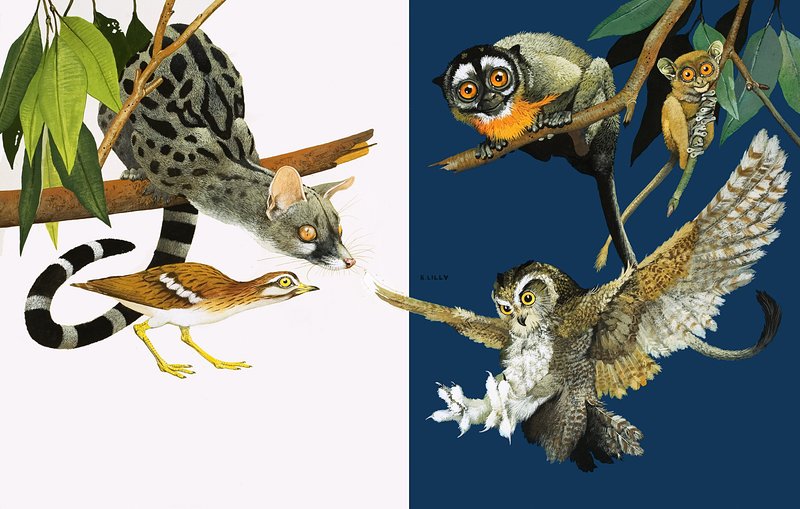 Peeps en la Naturaleza: Ojos que ven en la oscuridad de Kenneth Lilly