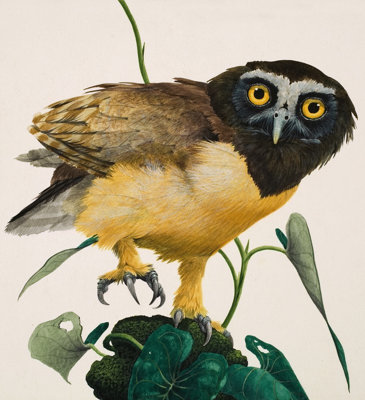 Búho de anteojos de Kenneth Lilly