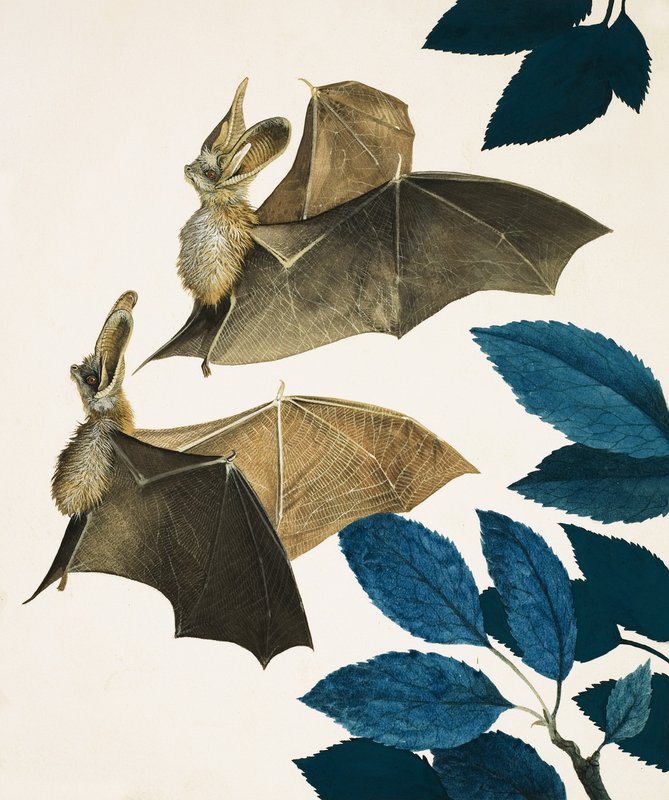 El murciélago orejudo de Kenneth Lilly