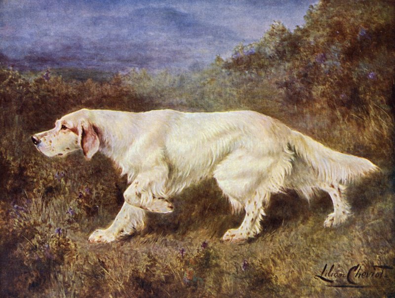 El típico setter inglés de Mr J J Holgate, Mallwyd Ned de Lilian Cheviot