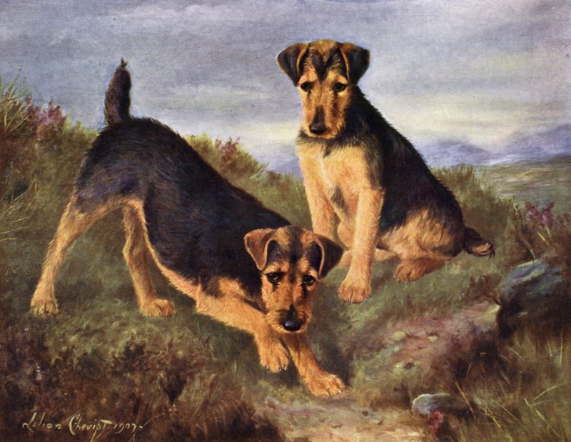 Terriers Galeses Glansevin Coquette y Campeón Glansevin Coda de Lilian Cheviot