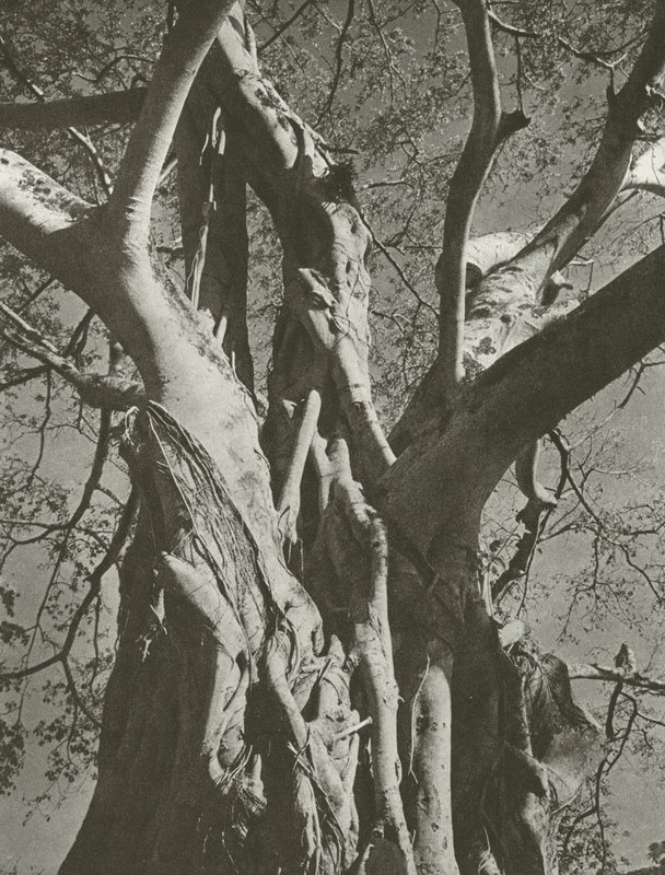 Árbol baniano (foto en blanco y negro) de Lionel Wendt