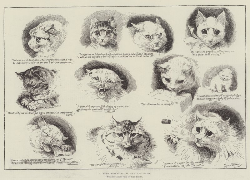Un científico novato en la exposición de gatos de Louis Wain