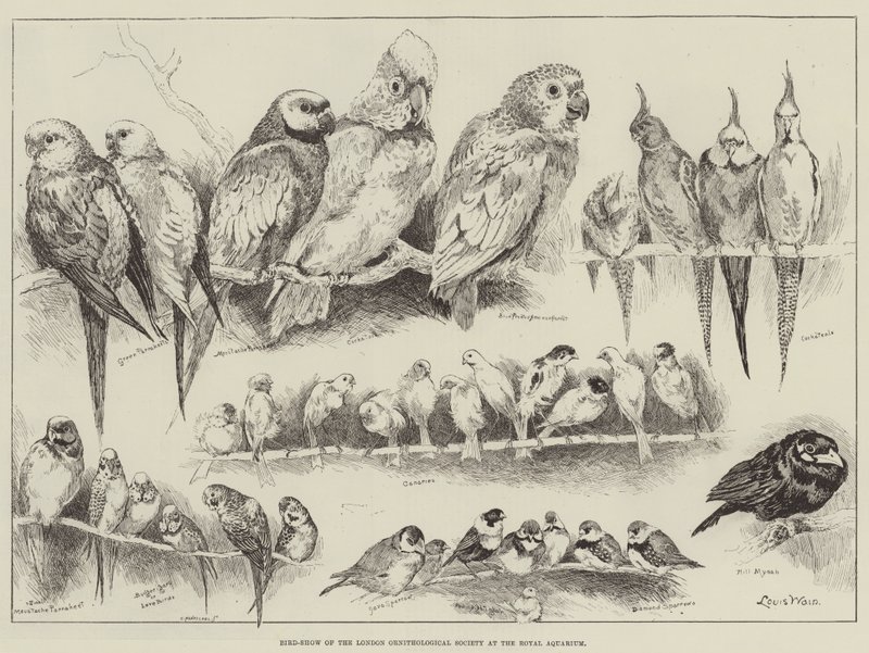 Exposición de Aves de la Sociedad Ornitológica de Londres en el Acuario Real de Louis Wain