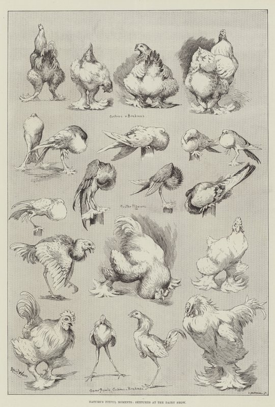 Momentos caprichosos de la naturaleza, bocetos en la feria lechera de Louis Wain