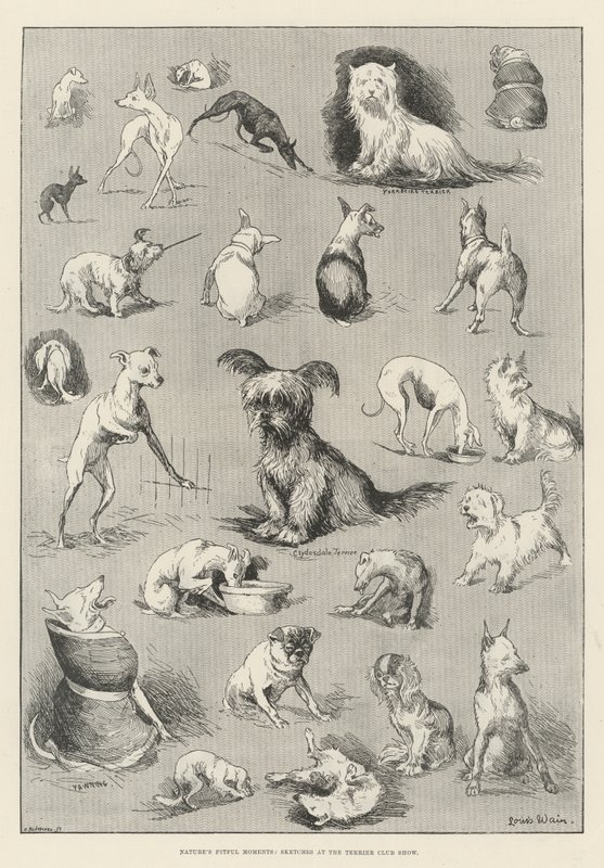 Momentos caprichosos de la naturaleza, bocetos en la exposición del Terrier Club de Louis Wain