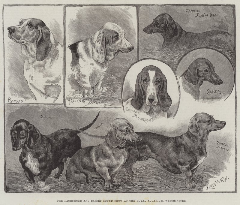 La exposición de Dachshund y Basset-Hound en el Royal Aquarium, Westminster de Louis Wain